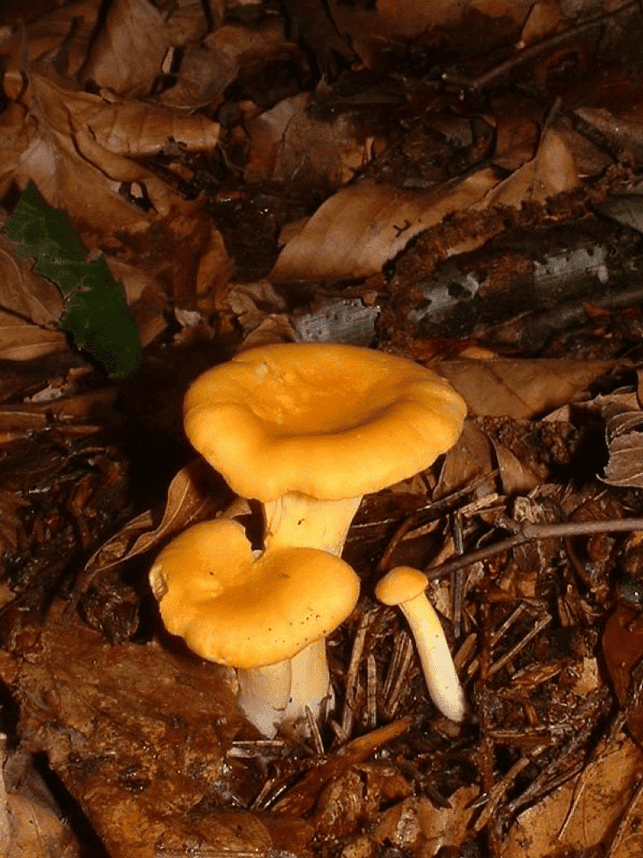 Girolle ©Jeffdelonge