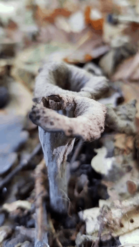 Trompettes de la mort ©WillyBilliard