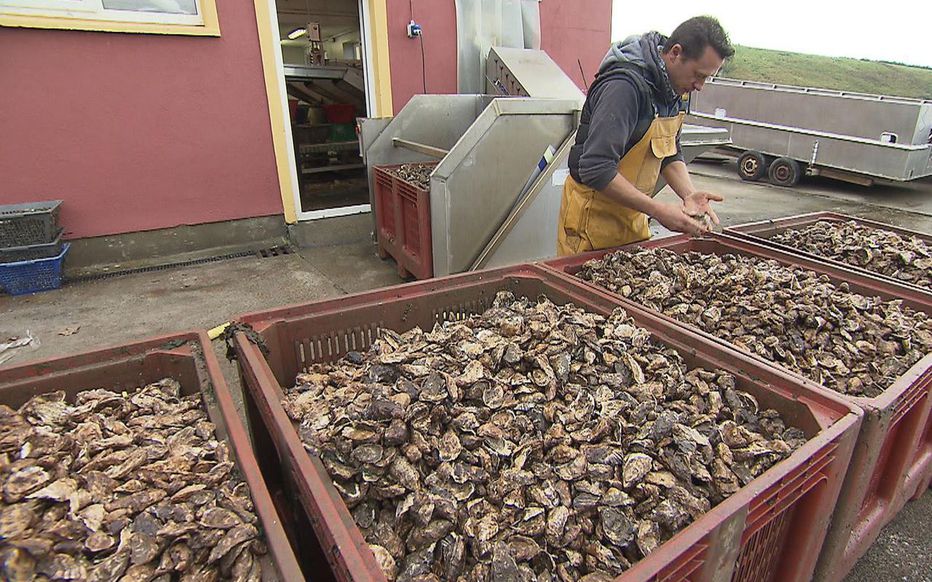 Huîtres nées en écloserie : pourquoi des associations tirent la sonnette d’alarme