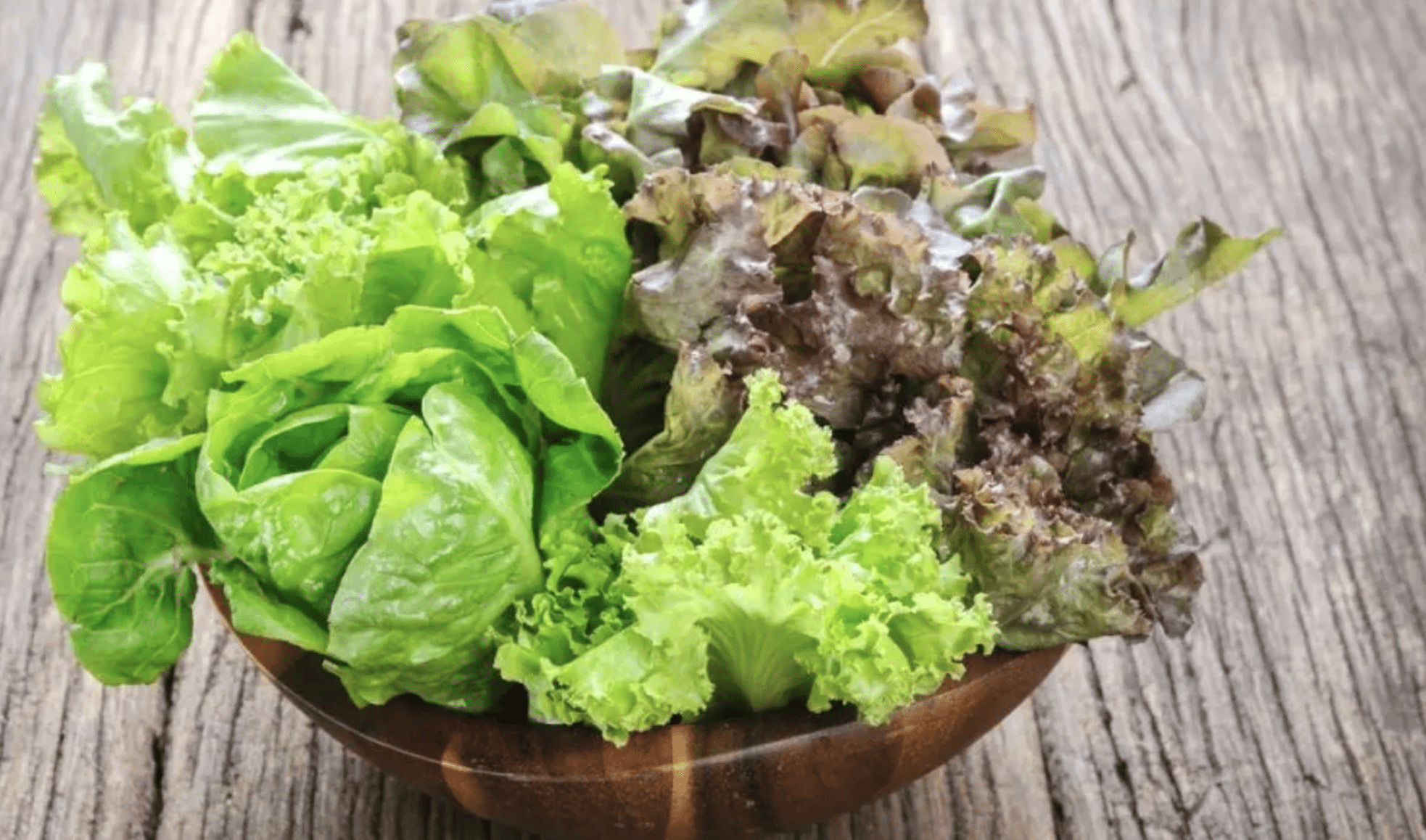 Les différentes variétés de laitue