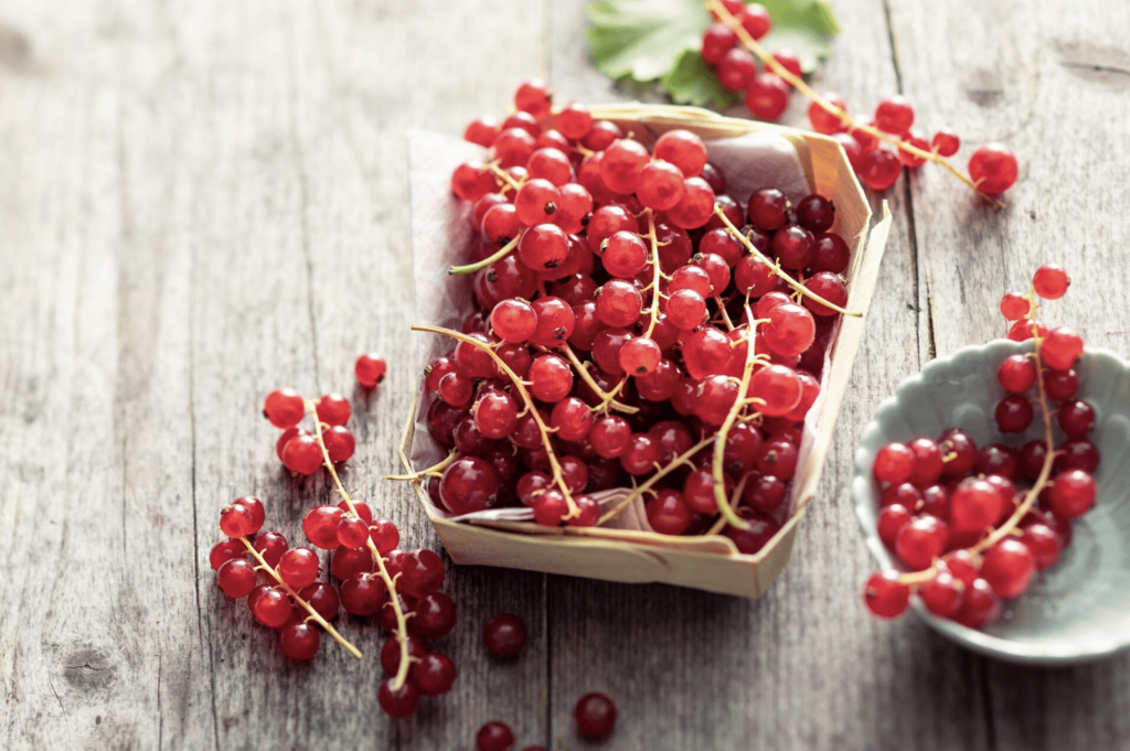 La groseille, la délicate petite baie acidulée