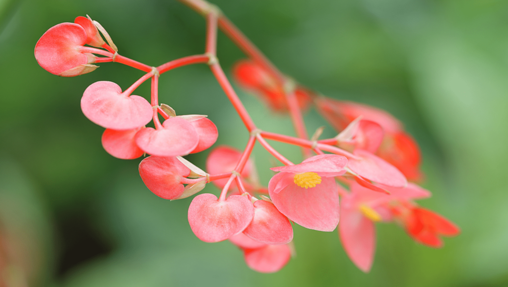 🍏 Apple Blossom – La touche acidulée et florale qui sublime vos créations 🍏